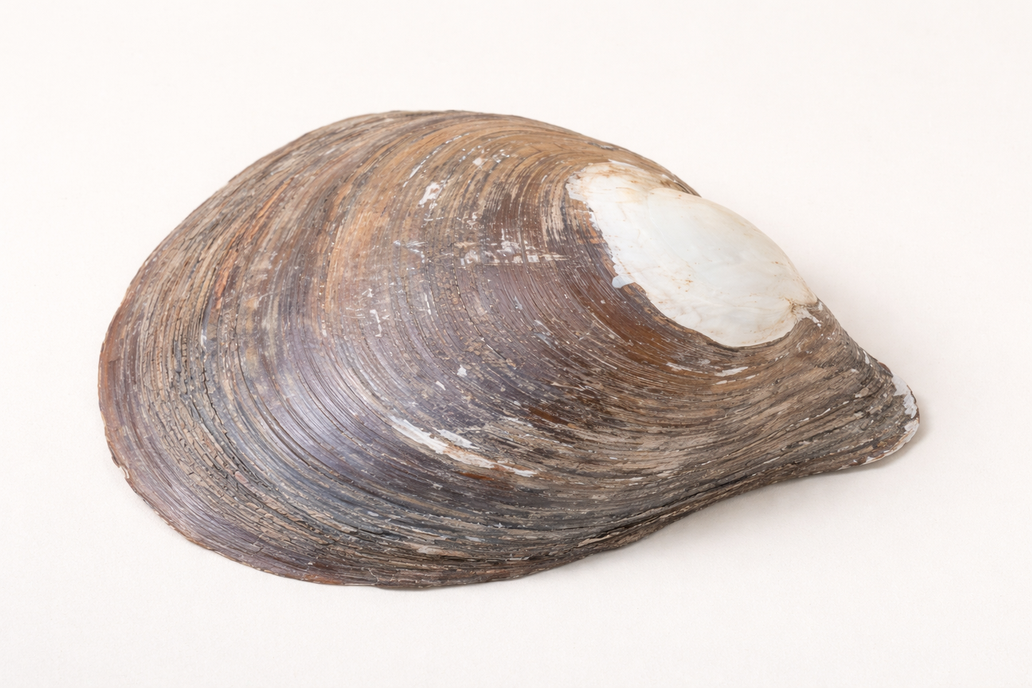 Mother Of Pearl - Raw