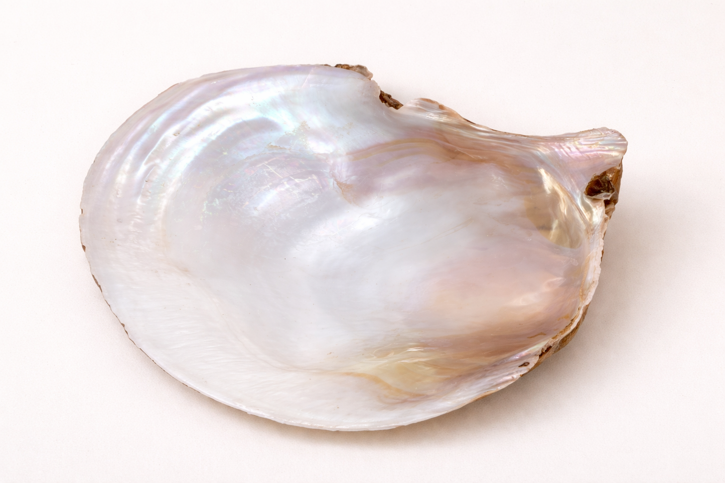 Mother Of Pearl - Raw