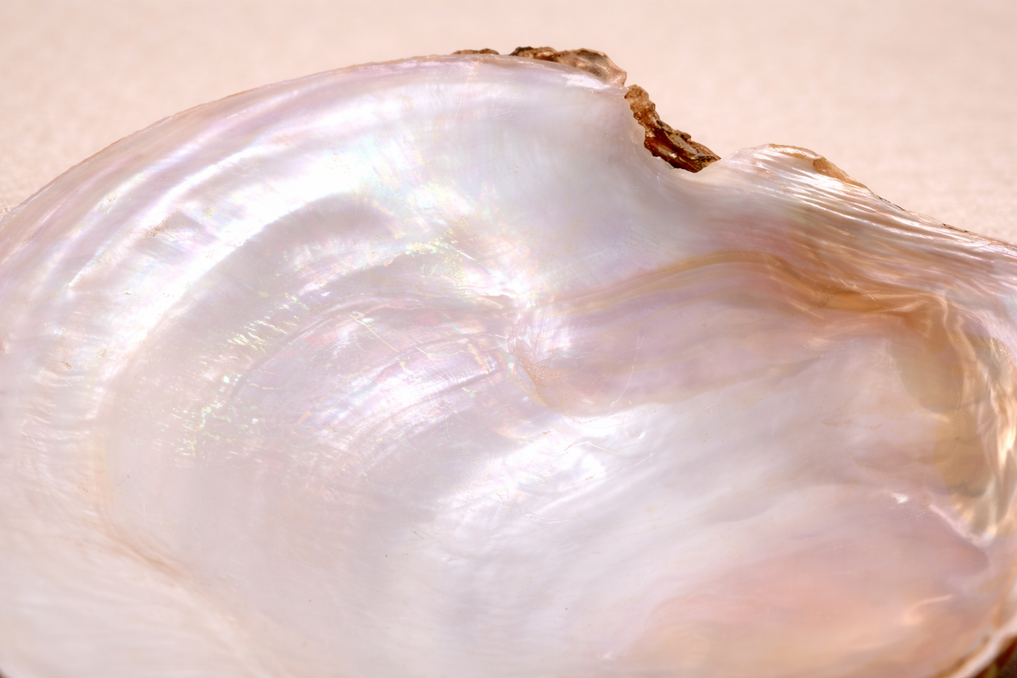 Mother Of Pearl - Raw